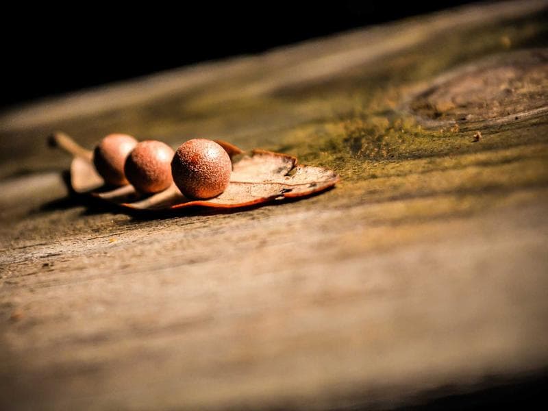 Cultura de performance: como atrair talentos que pensam como donos